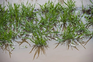 Flood Prints: Waterlogged grassland on farm after spring flooding, Cumbria, England, May