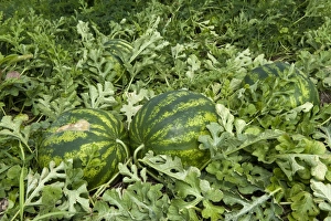 Vine Prints: Watermelon (Citrullus vulgaris) fruit