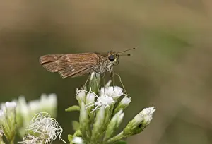 West Indian Prints: Watsons Cane Skipper (Panoquina sylvicola woodruffi) adult