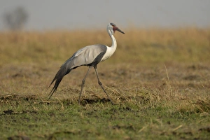 Wattled Crane (Bugeranus carunculatus) adult, walking on grassy plain, Kafue N. P. Zambia, September