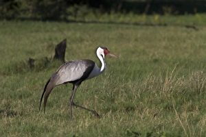 Kwara Prints: Wattled Crane near Kwara Bostwana. An endangered species