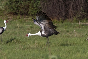Wattled Crane near Kwara Bostwana. An endangered species