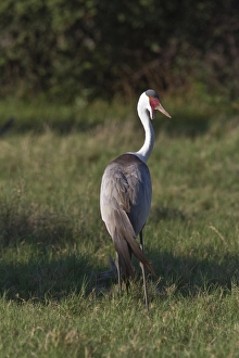 Wattled Crane near Kwara Bostwana. An endangered species