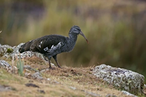 Horn Of Africa Prints: Wattled Ibis (Bostrychia carunculata) adult
