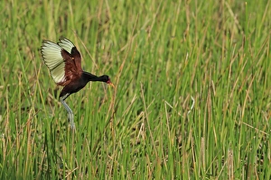 Wattled Jacana (Jacana jacana) adult, in flight over wetland, Trinidad, Trinidad and Tobago, April