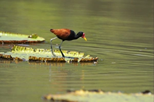 Jacanas Prints: Wattled Jacana (Jacana jacana) adult, walking on giant waterlily leaf, Rupununi, Guyana