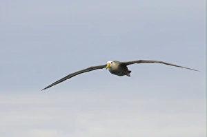 Galapagos Prints: Waved Albatross (Diomedea irrorata) adult, in flight, Galapagos Islands