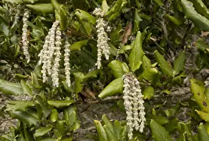 Californian Prints: Wavyleaf Silktassle (Garrya elliptica) close-up of male catkins