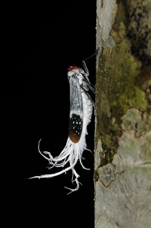 Homoptera Prints: Wax-tailed Planthopper (Lystra lanata) adult
