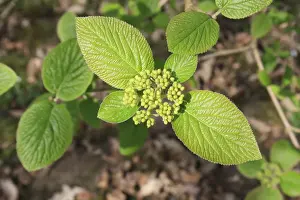 Wayfaring Tree (Viburnum lantana) close-up of flowerbuds and leaves, growing in woodland, Vicarage Plantation
