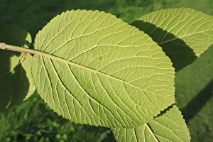 Wayfaring Tree (Viburnum lantana) close-up of leaf underside, growing in woodland, Vicarage Plantation, Mendlesham