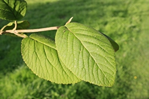 Wayfaring Tree (Viburnum lantana) close-up of leaves, growing in woodland, Vicarage Plantation, Mendlesham, Suffolk