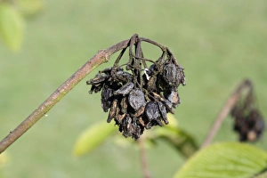 Deciduous Prints: Wayfaring Tree (Viburnum lantana) close-up of seeds