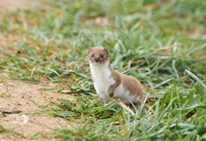 Cley Prints: Weasel (Mustela nivalis) adult