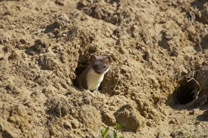 Martins Prints: Weasel (Mustela nivalis) adult