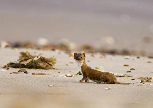 Mustelid Prints: Weasel (Mustela nivalis) adult