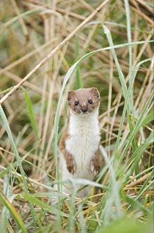 Weasel (Mustela nivalis) adult, standing on hind legs, East Bank, Cley, Norfolk, England, april