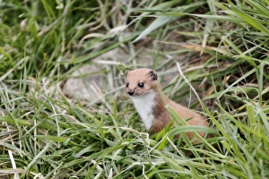 Mustelid Prints: Weasel (Mustela nivalis) adult, standing amongst grass (captive)