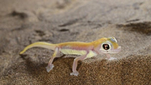 Sandy Prints: Web-footed Gecko (Pachydactylus rangei) adult