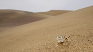 Web-footed Gecko (Pachydactylus rangei) adult, standing on sand dune in desert habitat, Namib Desert, Namibia, February