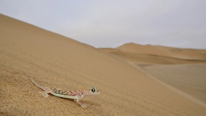 Web-footed Gecko (Pachydactylus rangei) adult, standing on sand dune in desert habitat, Namib Desert, Namibia, February