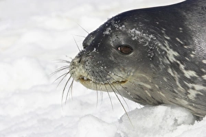 Pinniped Prints: Weddell Seal (Leptonychotes weddellii) adult
