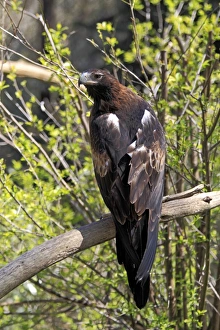 South Australia Prints: Wedge-tailed Eagle (Aquila audax) adult, perched on branch, South Australia, Australia