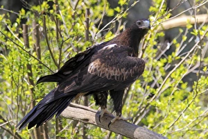 Wedge-tailed Eagle (Aquila audax) adult, perched on branch, South Australia, Australia