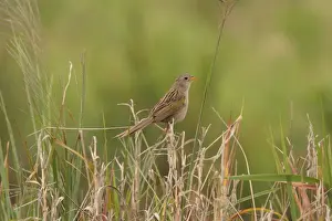 Thraupidae Prints: Wedge-tailed Grass-finch (Emberizoides herbicola) adult