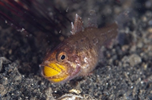 Protects Prints: Weedy Cardinalfish (Foa fo) adult