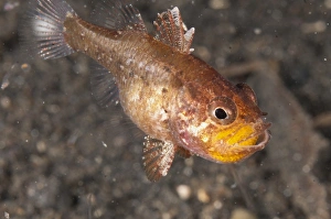 Protects Prints: Weedy Cardinalfish (Foa fo) adult