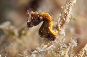 Weedy Pygmy Seahorse (Hippocampus pontohi) adult, Lembeh Straits, Sulawesi, Sunda Islands, Indonesia