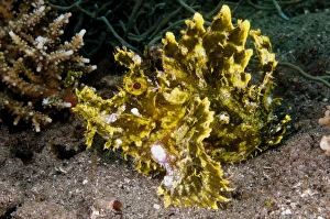 Scorpion Fish Prints: Weedy Scorpionfish (Rhinopias frondosa) adult