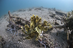Weedy Scorpionfish (Rhinopias frondosa) adult, in habitat, Lembata Island, Solor Archipelago, Lesser Sunda Islands