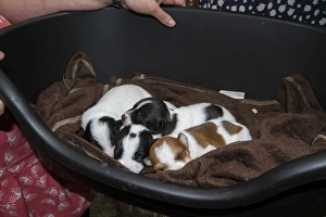 Puppies Prints: two week old Jack Russell puppies