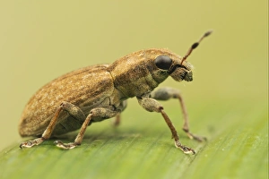 Weevil Prints: Weevil (Sitona sp. ) adult, resting on leaf, Leicestershire, England, july