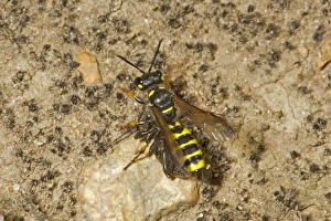 Heathland Prints: Weevil Wasp (Cerceris arenaria) adult