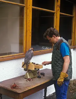 Game Prints: Weighing a Prairie cross Gyr Falcon before flying on a grouse moor