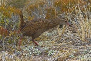 Flight Less Prints: Weka (Gallirallus australis) adult, walking amongst vegetation, New Zealand, november