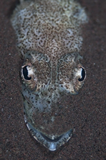 Seraya Prints: Welanders Flathead (Rogadius welanderi) adult
