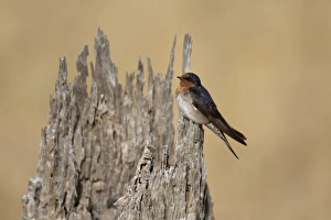 Welcome Swallow (Hirundo neoxena) adult, perched on tree stump, Maria Island N. P. Tasmania, Australia, February