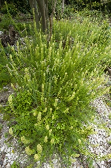 Downlands Prints: Weld (Reseda luteola) flowering