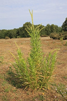 Mixed Prints: Weld (Reseda luteola) flowering