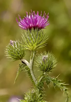 Thistle Prints: Welted Thistle (Carduus crispus) close-up of flowerheads