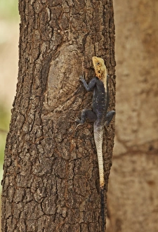 Agamid Prints: West African Agama (Agama africana) adult