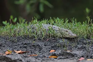 Crocodiles Prints: West African Crocodile (Crocodylus suchus) immature, resting on riverbank, Gambia, January