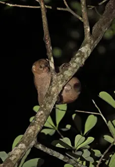 West African Potto (Perodicticus potto potto) adult, climbing on branch at night, Ankasa Reserve, Ghana, February
