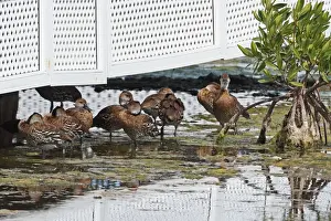 Whistling Ducks Prints: West Indian Whistling-duck (Dendrocygna arborea) flock