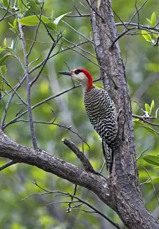 West Indian Woodpecker (Melanerpes superciliaris superciliaris) adult male, clinging to tree trunk, Cayo Coco