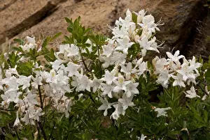 Californian Prints: Western Azalea (Rhododendron occidentale) flowering